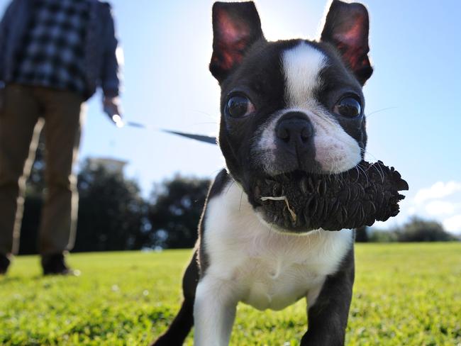 Did you just buy a puppy? They already know about it, and probably whether your canine friend prefers wet or dry dog food.