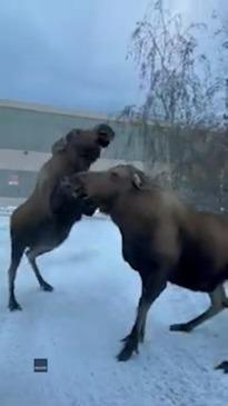 Rival Moose Come to Blows in Anchorage Encounter