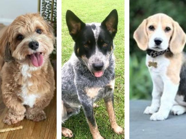 Vote now for Blacktown's cutest dogs