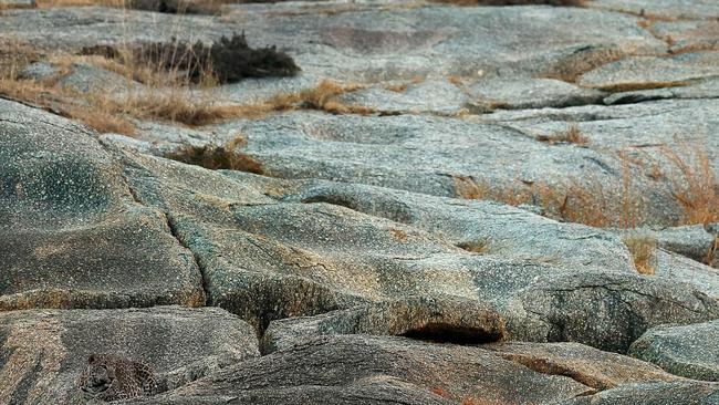 The patterned predator lies perfectly camouflaged as it relaxes on the rocks in Rajasthan, India. Picture: Caters.