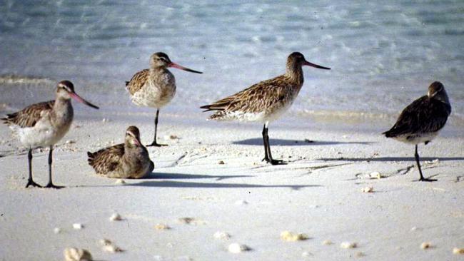 Bar-tailed Godwits are among migratory shorebirds which visit Moreton Bay each year. Picture: Queensland Wader Study Group