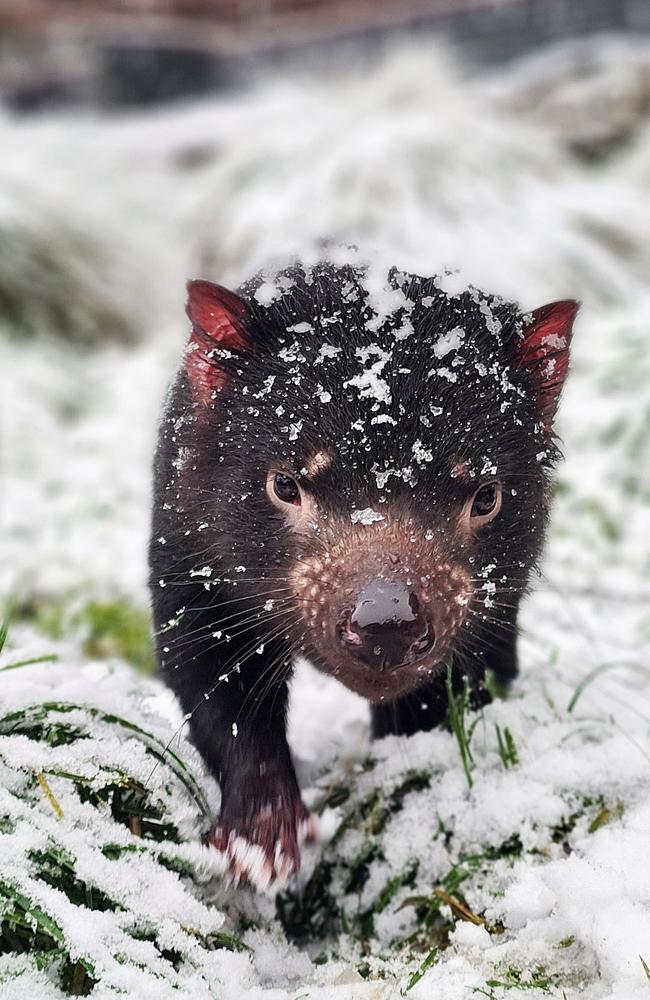 Jem the 1-year-old Tasmanian devil in the snow at Cradle Mountain. Picture: Devils@Cradle