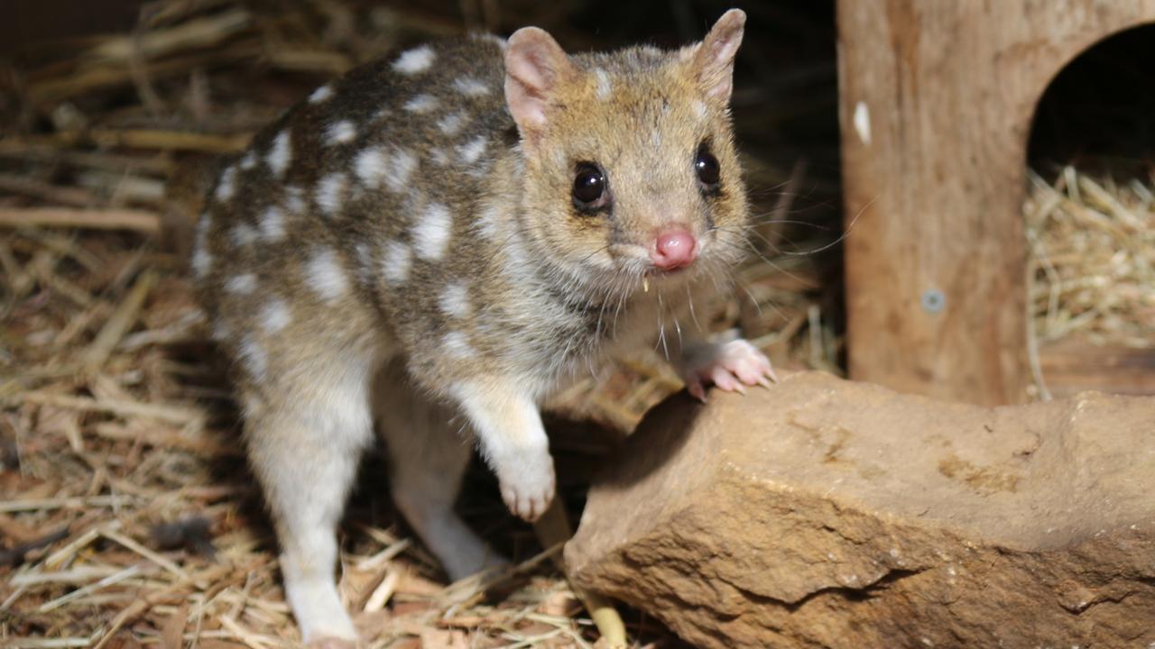 Marsupials quoll-ify for new home