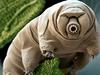 Resembling miniature underwater caterpillars, tardigrades boast teeny claws at the end of their legs, hence their "water bear"  nickname.