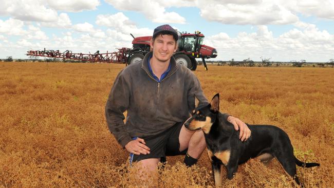 Brent Sheahan, 27, in a crop on his family's property at Dumosa, near Quambatook. Picture: James Wagstaff