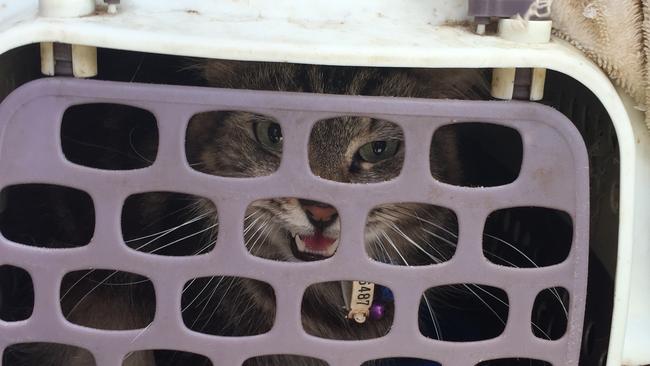 Bear was kept in a carrier and let out for one hour every other day. PHOTO: SUPPLIED RSPCA