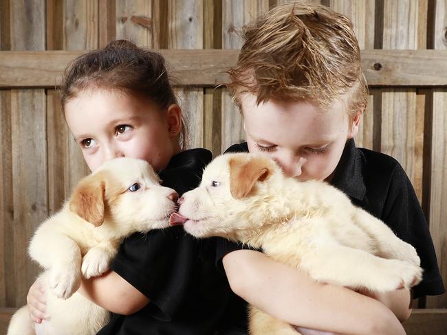 Zara, 3, and Liam Nixon, 6, with puppies at Collie &amp; Co, Samford Village. Picture: Claudia Baxter/AAP