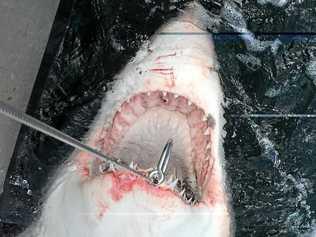 A 3.2m Female White Shark detected at Sharpes Beach net (Ballina). Picture: Contributed