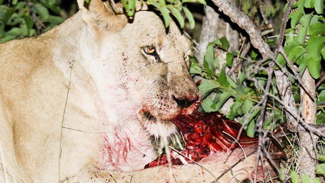 Feeding frenzy ... Impalas make for tasty meals for lions in the jungle. Picture: Robert Irwin