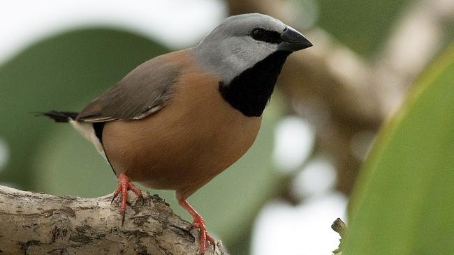 A southern black-throated finch. Picture: AAP/Birdlife Australia