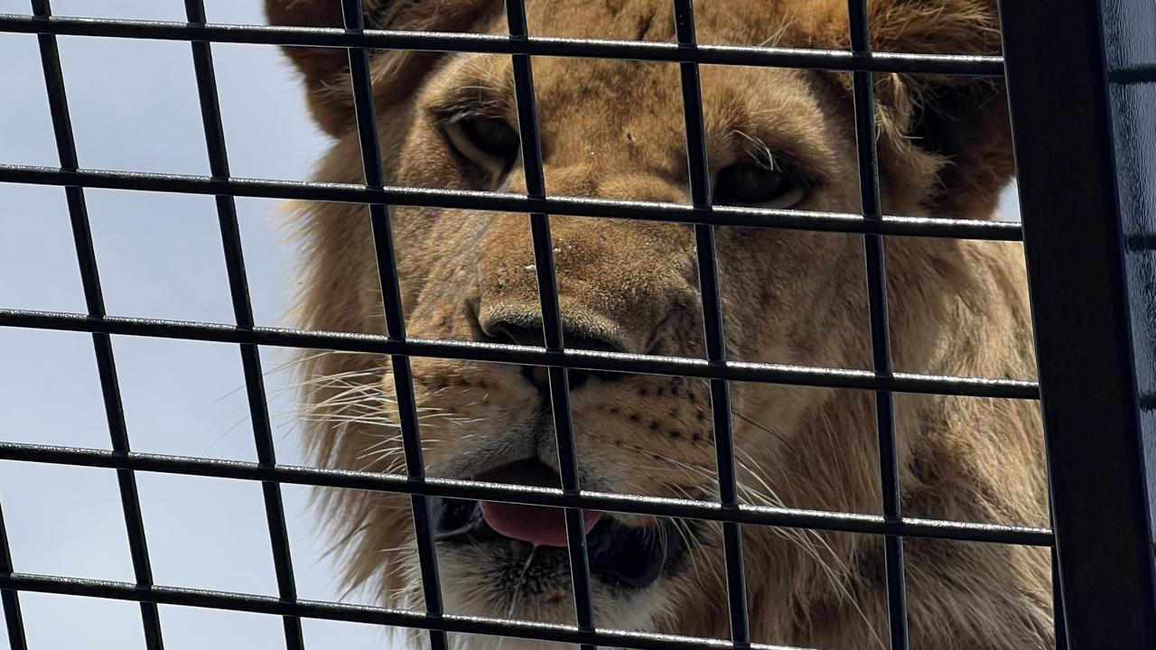 A lion stars at me from above after climbing on the Lion 360 dome cage at Monarto Safari Park. Picture: Chantelle Francis