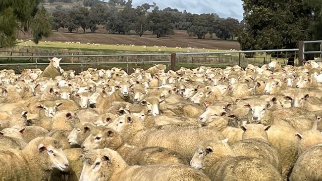 Prime lambs on Robert Sheridan's property at Junee in southern NSW. Picture: Nikki Reynolds