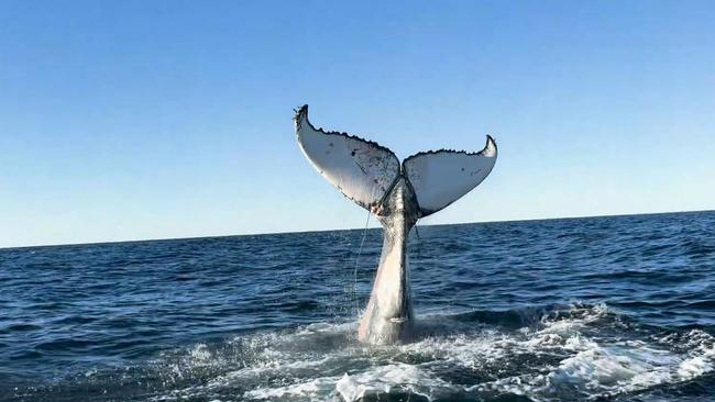 A man has been rushed to hospital after he was struck by a whale while fishing. Picture: Supplied