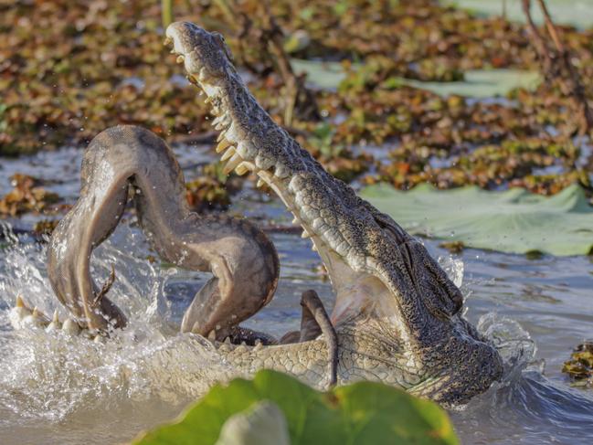 Mother and daughter Georgina and Jacinta Barbour captured these photos of a crocodile eating a snake in the Yellow Water Billabong. Picture: Jacinta Barbour