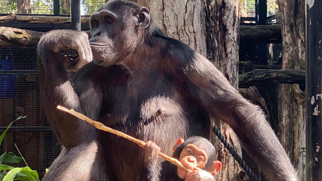 Rocky Zoo says goodbye to two beloved members of Chimpanzee family