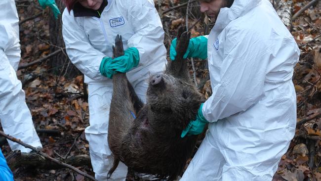 Veterinary department workers in Saxony, Germany, recover a dead boar this month during an drill aimed at preparing officials for a possible outbreak of African swine fever. Picture: AFP