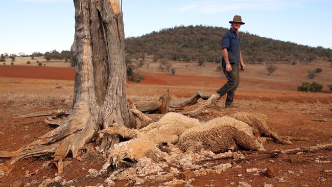 Sheep that have perished on the drought Drought ravaged property near Tamworth. Picture: Sam Ruttyn