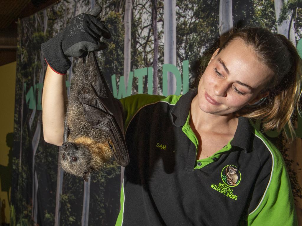 Wildlife presenter Samantha Whitehead with Luke the grey-headed flying fox. Cobb+Co Museum Easter school holiday program Wildlife Rangers with Wildcall Wildlife Shows. Monday, April 4, 2022. Picture: Nev Madsen.