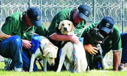 Prison farewells pups | The Courier Mail