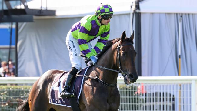 Brazen Style will have a shot at the $1m Inglis Sprint at Flemington on Saturday. Picture: Racing Photos via Getty Images