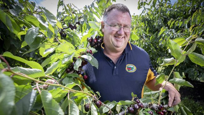 Cherries Tasmania Orchards director Nic Hansen at Old Beach. Picture: Chris Kidd