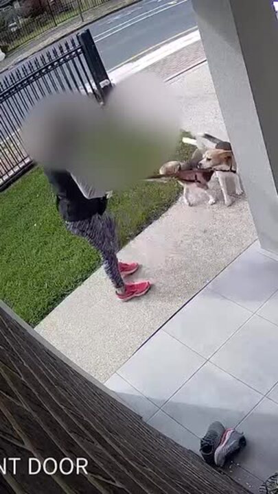 ‘Don’t blame the dog‘ Beagle set upon in random eastern suburbs attack