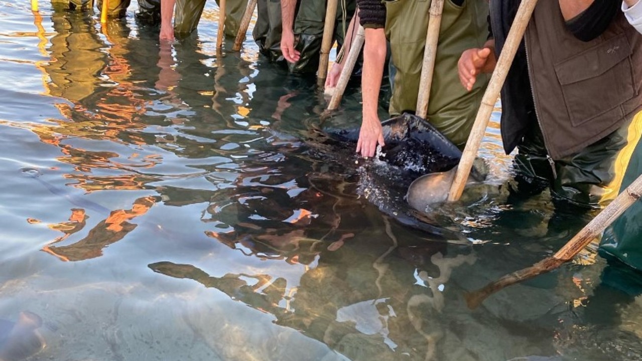 The stingrays are beautiful animals. Picture: Instagram