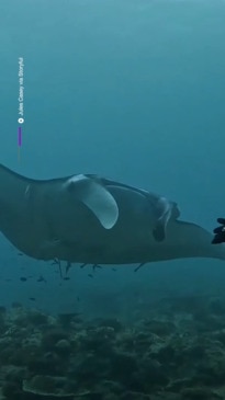 A majestic Manta ray encounter