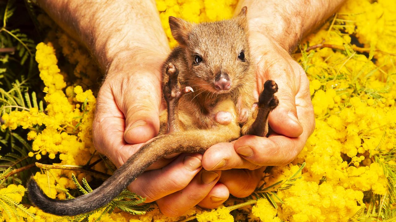 Get up close and personal with a tonne of cute Aussie animals at the Cobb and Co Museum. Picture: Rob Leeson