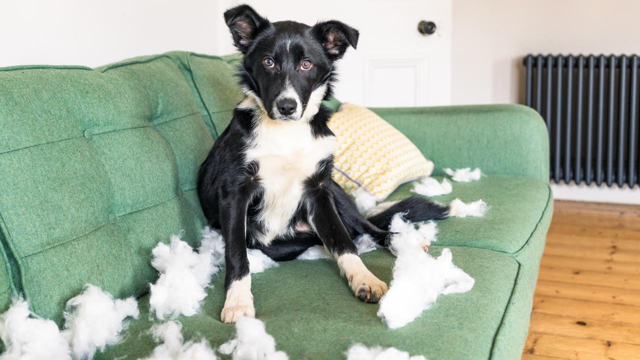 How To Train Your Anxious Animal | Herald Sun