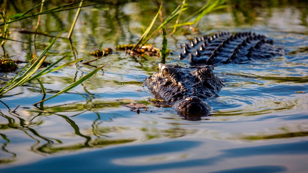 Four and a half metre crocodile killed by Wildlife Rangers