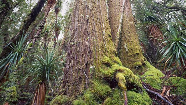 World Heritage wilderness at Tasmania's Eastern Arthurs Range and Mt Bobs, pictured, is under threat from raging bushfires, with conservationists calling on the state and federal government to call in waterbombing aircraft from overseas to fight the fires. AAP Image/Supplied by Wilderness Society 