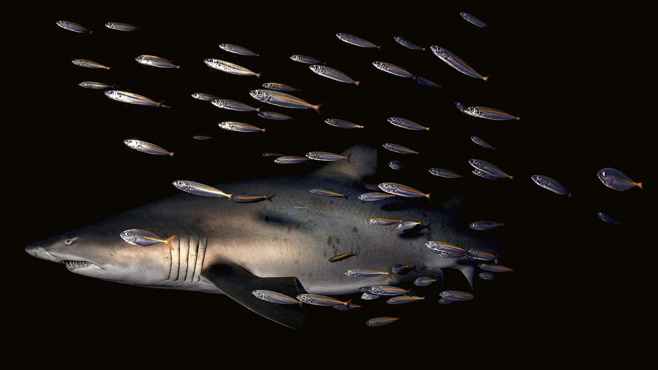 Grey nurse shark. Picture: Andy Wingate