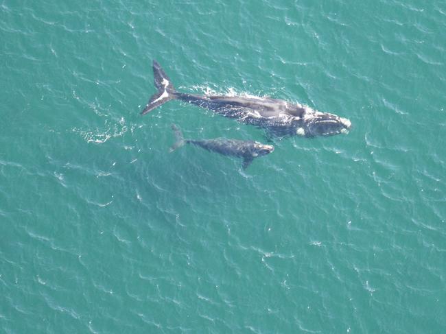 Southern right whale and calf off the coast of Tasmania. Picture courtesy of DPIPWE's Marine Conservation Program.