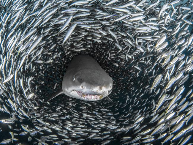 This Jaws-dropping shot greeted a photographer as she got up close and personal with a group of sharks.Tanya Houppermans, 44, caught the moment as the sand tiger shark glided through a tunnel of tiny fish off the coast of North Carolina in the United States. PICTURE: TANYA HOUPPERMANS/CATERS