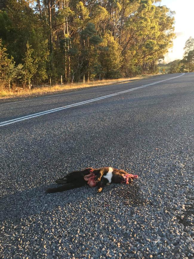 A dead devil on the road at Birralee opposite where the government intends to build a new prison