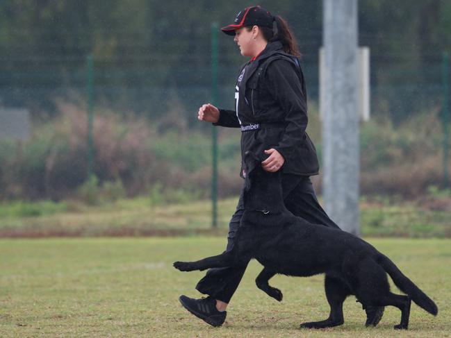 A German Shepherd and its owner participating IPO, now known as IGP, dog sport. Picture: Sanne Pedersen