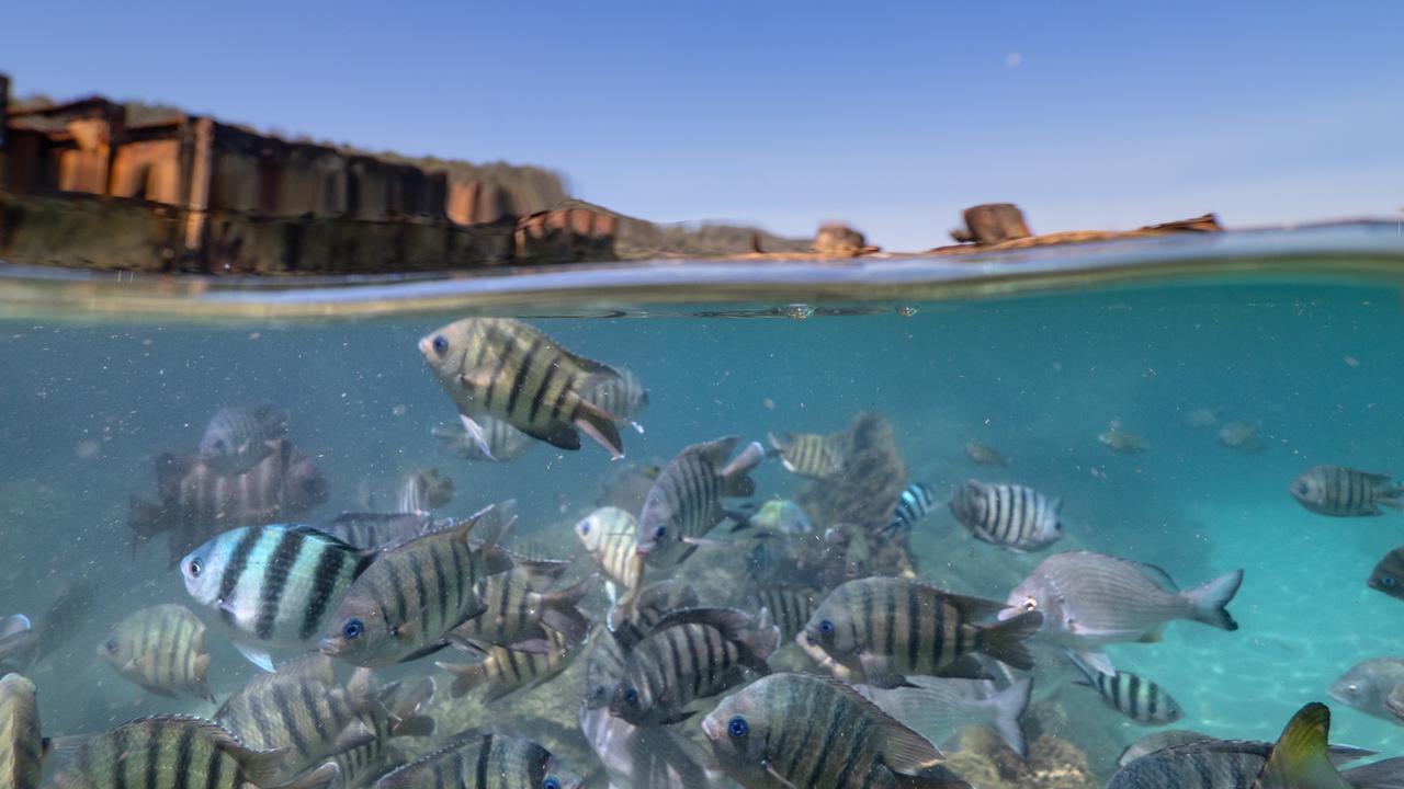 The fish feeding at the shipwrecks on Moreton Island is such a joy to watch.