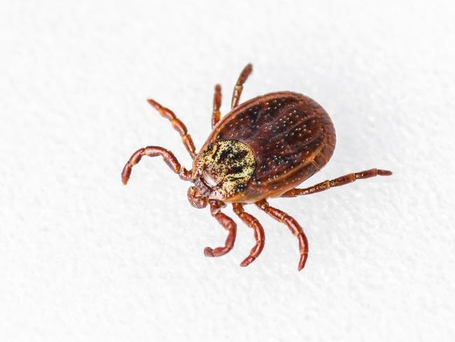 An example of a paralysis tick.