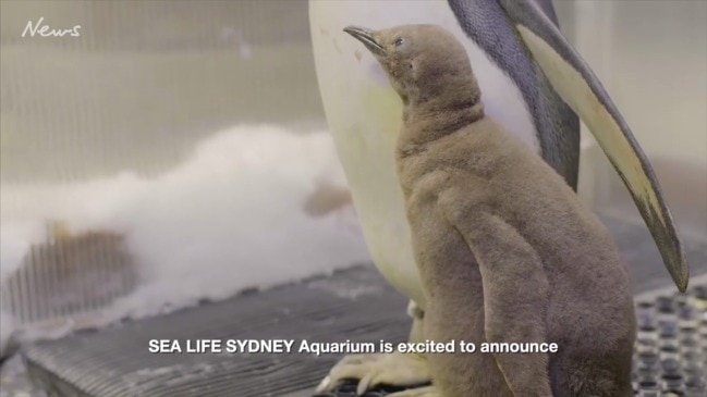 First King Penguin born in Sydney!