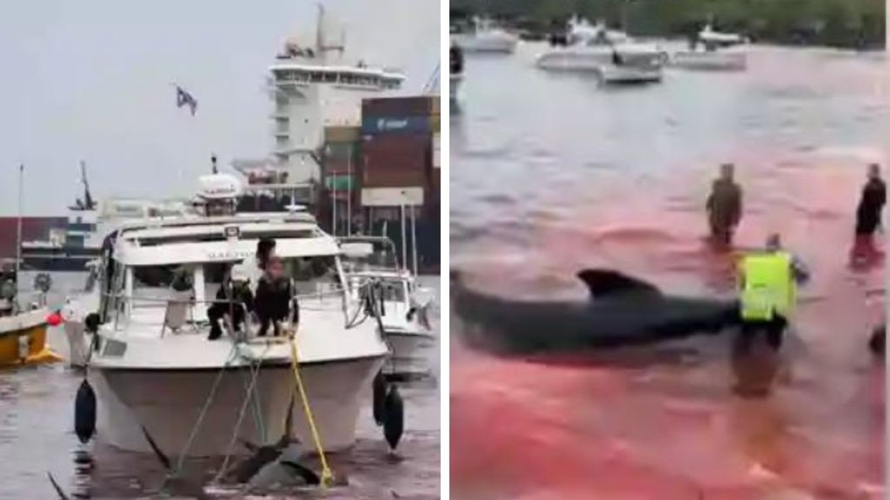 Traumatised cruise passengers had to watch on as a brutal whale hunt happened during their tour. Pictures: The Captain Paul Watson Foundation
