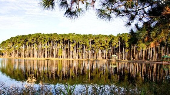 The pine forest at Pizzey Park on the Gold Coast.