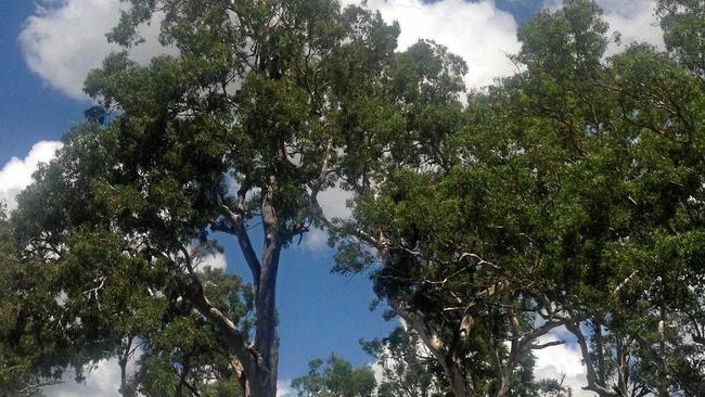 A generic photo of a sweetgum tree.