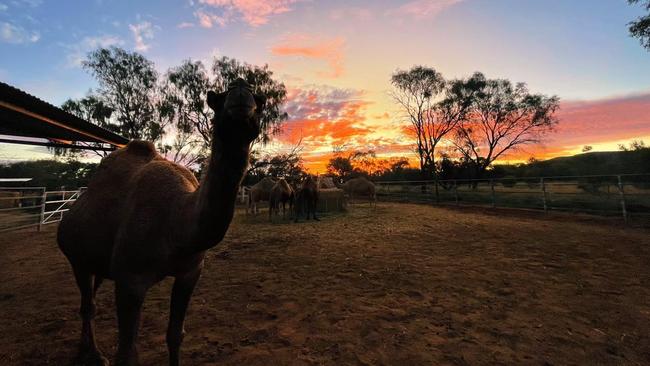 Pyndan Camel Tracks in Alice Springs is for sale for $400,000. Picture: Pyndan Camel Tracks Facebook.