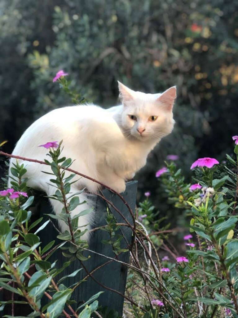 Miss Kitty. Picture: Amanda Andrews. Cutest cats in Redcliffe.