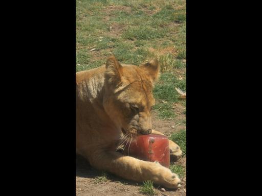 Lions beat the heat with bloody icy poles