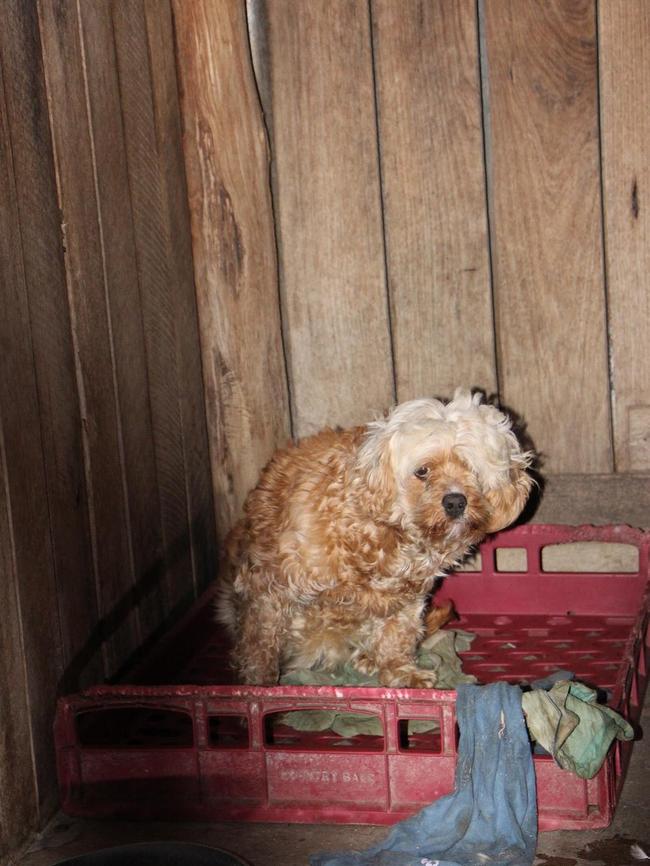 Pictures revealed the shocking conditions some of the dogs are living in at these puppy farms before they’re sold.