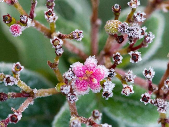 ERNA3R ERNA3R North London garden scene , frosty morning , pink red cluster of flowers