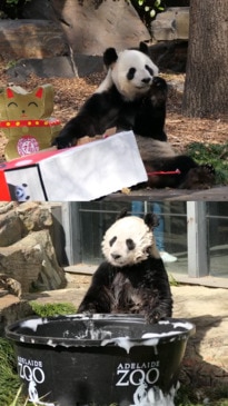 Giant pandas have birthday treats at SA Zoo