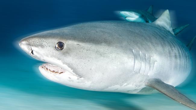 Four Tiger Sharks have now been pulled from Cid Harbour.